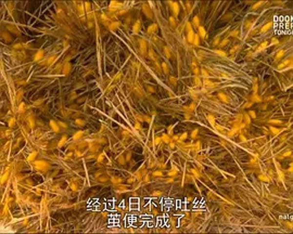 [2007][美国][人工奇迹：胸罩秘史][1.45G][百度盘]插图1