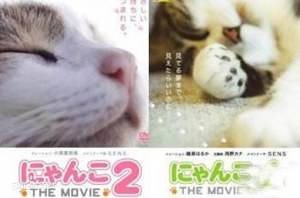 《猫咪物语》全5部日语外挂中字视频合集[MP4/4.09GB]百度云网盘下载插图