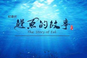 《鳗鱼的故事 The Story of Eel》[TS/蓝光][全3集][5.15G][百度网盘]