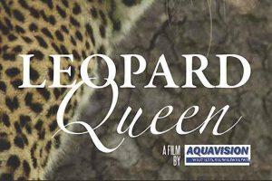 《花豹女王 Leopard Queen》[TS/蓝光][全1集中字][3.06G][百度网盘]