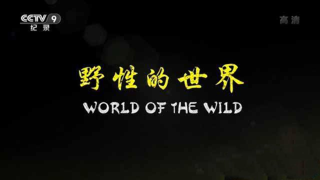 《野性的世界 World of the Wild》[TS/蓝光][全6集中字][18.39G][百度网盘]插图