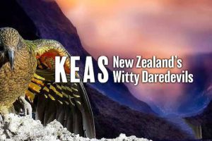 《啄羊鹦鹉：新西兰机智冒险家 Keas：New Zealand’s Witty Daredevils》[TS/蓝光][全1集中字][1.67G][百度网盘]