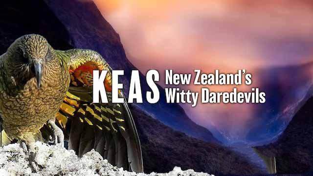 《啄羊鹦鹉：新西兰机智冒险家 Keas：New Zealand’s Witty Daredevils》[TS/蓝光][全1集中字][1.67G][百度网盘]插图