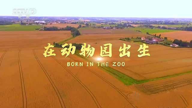 《在动物园出生 Born in the Zoo》[TS/蓝光][全1集中字][百度网盘]插图