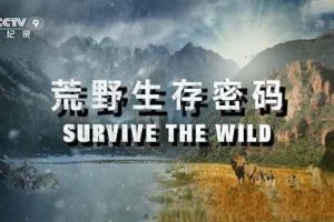 《荒野生存密码 Survive the Wild》[TS/蓝光][全6集中字][百度网盘]