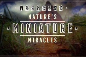 《大自然的微型奇迹 Nature’s Miniature miracles》[TS/蓝光][全1集中字][百度网盘]