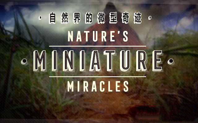 《大自然的微型奇迹 Nature’s Miniature miracles》[TS/蓝光][全1集中字][百度网盘]插图