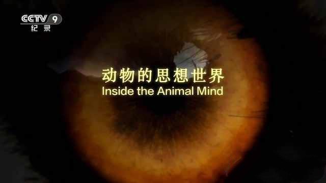 《动物的思想世界 Inside the Animal Mind》[TS/蓝光][全3集中字][百度网盘]插图