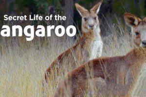 《袋鼠的秘密生活 Secret Life of the Kangaroo》[TS/蓝光][全3集中字][百度网盘]