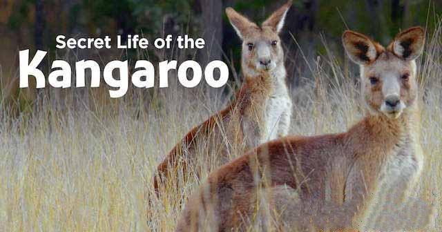 《袋鼠的秘密生活 Secret Life of the Kangaroo》[TS/蓝光][全3集中字][百度网盘]插图