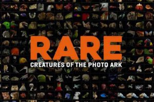 《珍稀动物—摄影方舟 Rare Creatures of the Photo Ark 2017》[720P/MP4][全3集 英语英字][3.35G][百度网盘]