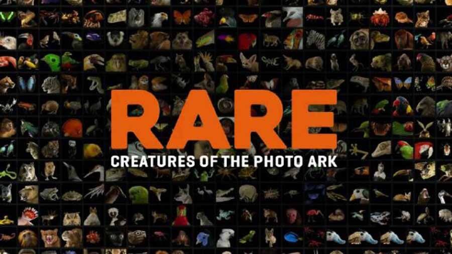 《珍稀动物—摄影方舟 Rare Creatures of the Photo Ark 2017》[720P/MP4][全3集 英语英字][3.35G][百度网盘]插图